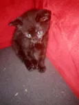 Catharina