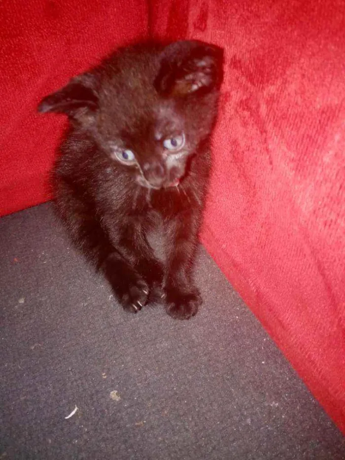 Gato ra a Não sei  idade Abaixo de 2 meses nome Catharina