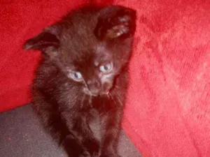 Gato raça Não sei  idade Abaixo de 2 meses nome Catharina