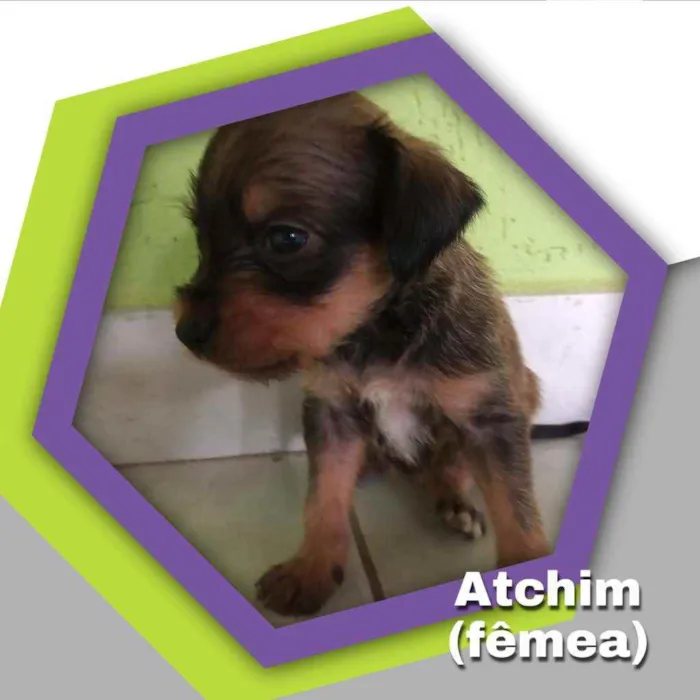 Cachorro ra a Vira lata idade Abaixo de 2 meses nome Athim