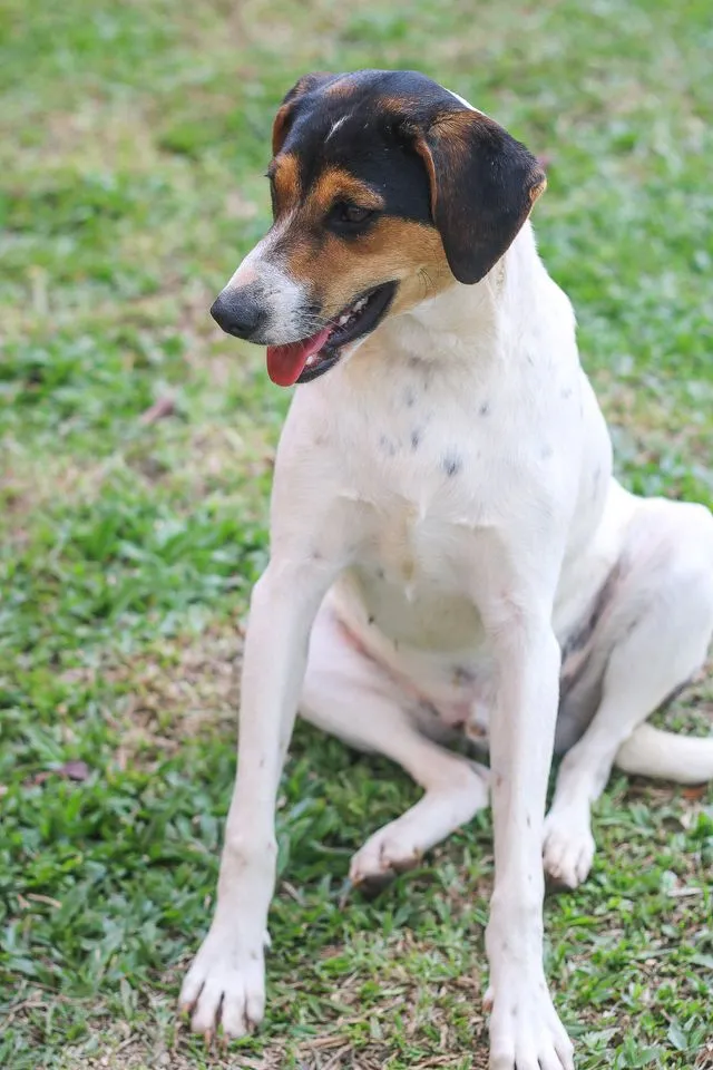 Cachorro ra a SRD idade 7 a 11 meses nome Cooner
