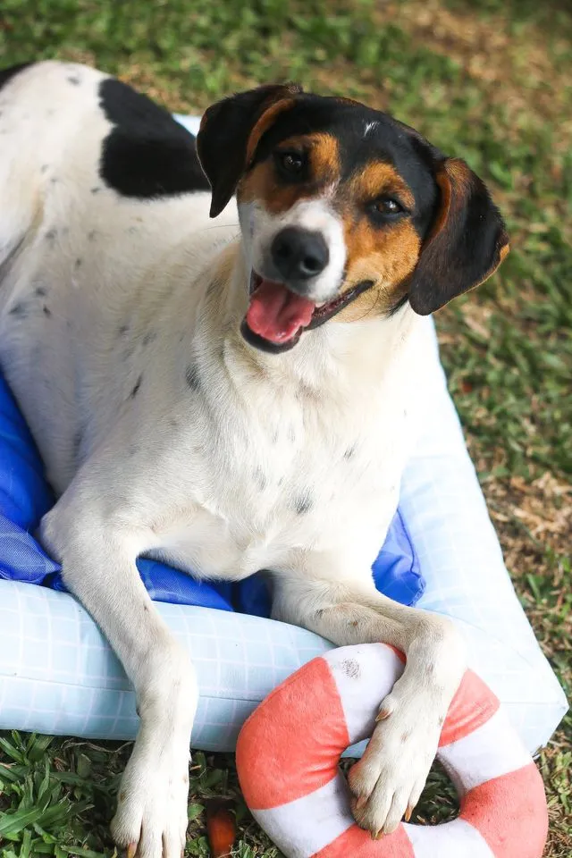 Cachorro ra a SRD idade 7 a 11 meses nome Cooner