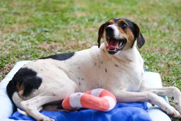 Cachorro ra a SRD idade 7 a 11 meses nome Cooner