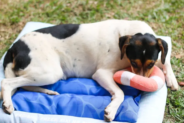 Cachorro ra a SRD idade 7 a 11 meses nome Cooner