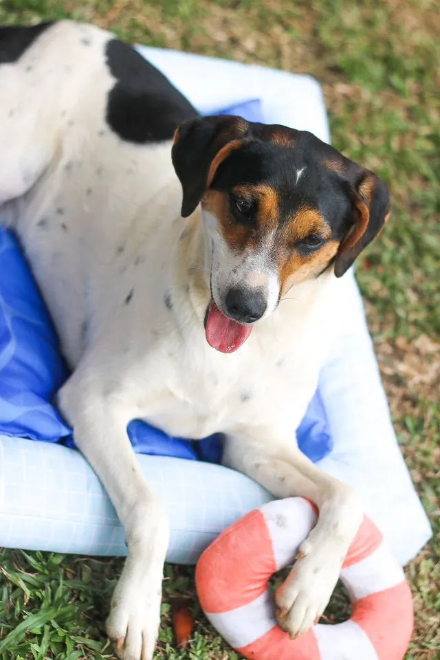 Cachorro ra a SRD idade 7 a 11 meses nome Cooner