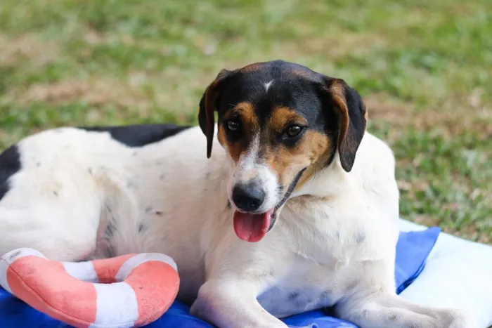 Cachorro ra a SRD idade 7 a 11 meses nome Cooner