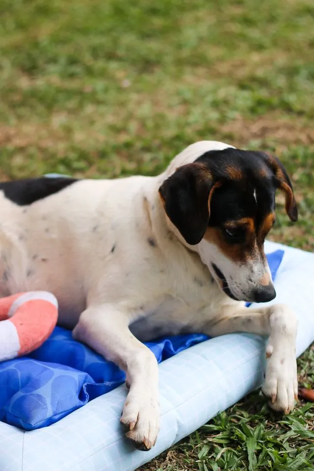 Cachorro ra a SRD idade 7 a 11 meses nome Cooner