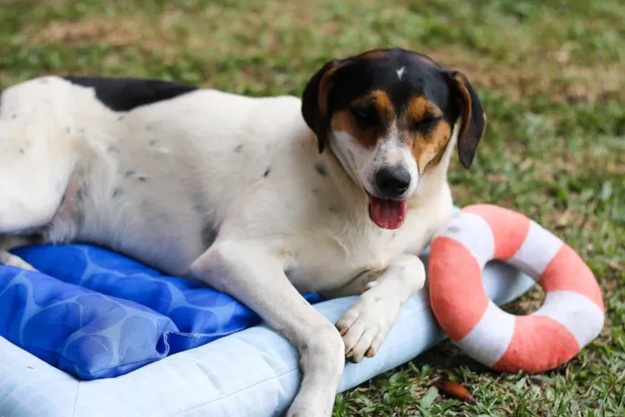 Cachorro ra a SRD idade 7 a 11 meses nome Cooner