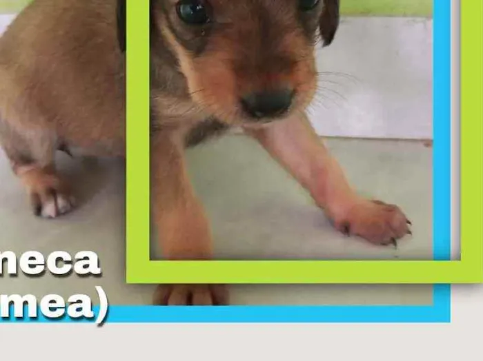 Cachorro ra a Vira lata idade Abaixo de 2 meses nome Dengosa