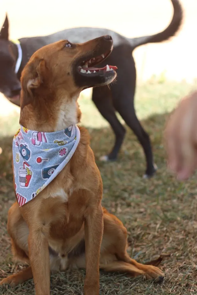 Cachorro ra a SRD idade 7 a 11 meses nome Gar