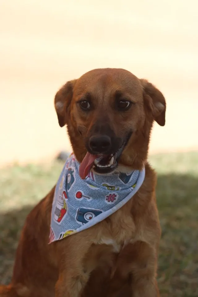 Cachorro ra a SRD idade 7 a 11 meses nome Gar