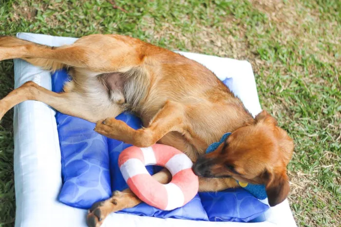 Cachorro ra a SRD idade 7 a 11 meses nome Gar