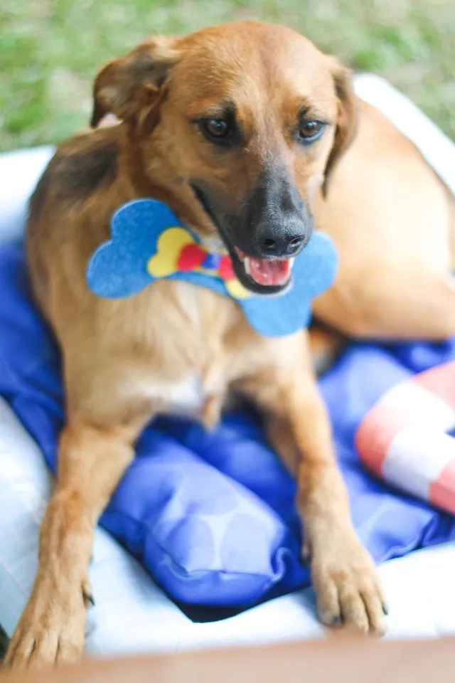 Cachorro ra a SRD idade 7 a 11 meses nome Gar