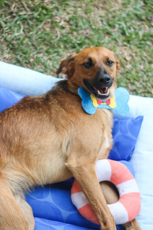 Cachorro ra a SRD idade 7 a 11 meses nome Gar