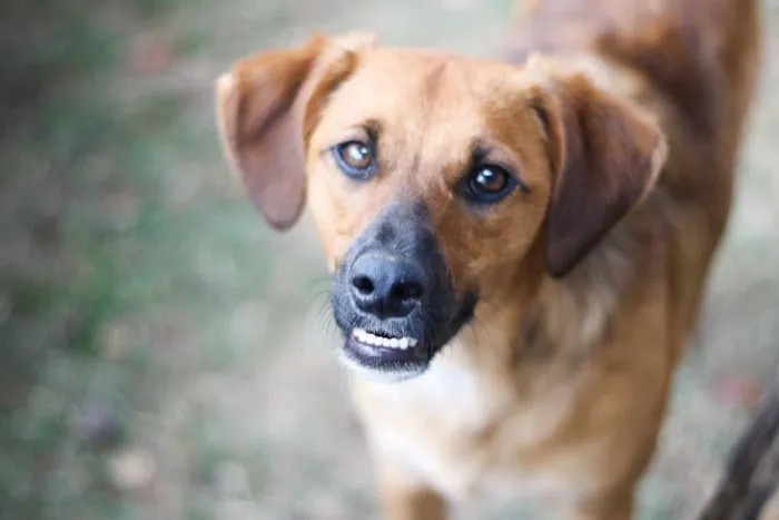 Cachorro ra a SRD idade 7 a 11 meses nome Gar