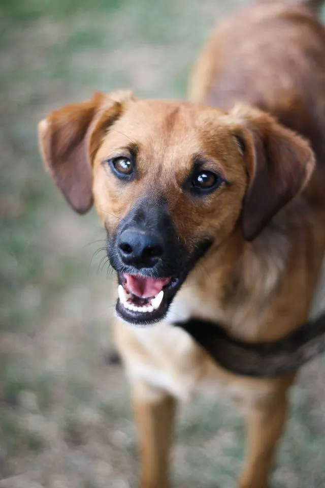 Cachorro ra a SRD idade 7 a 11 meses nome Gar
