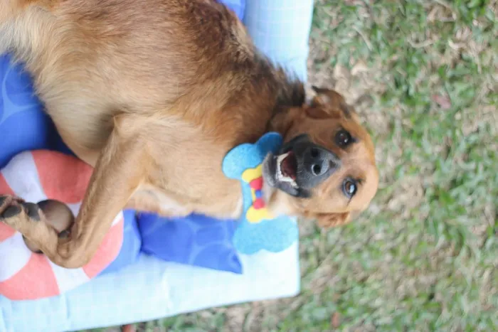 Cachorro ra a SRD idade 7 a 11 meses nome Gar