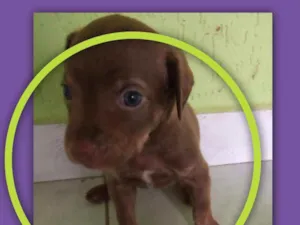 Cachorro raça Vira lata idade Abaixo de 2 meses nome Soneca