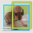 Princesa