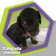 Zangada