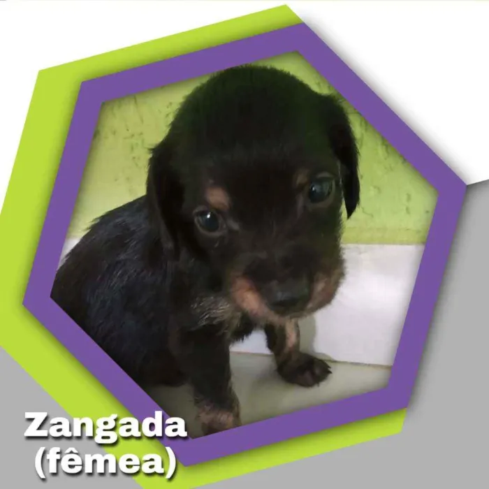 Cachorro ra a Vira lata idade Abaixo de 2 meses nome Zangada