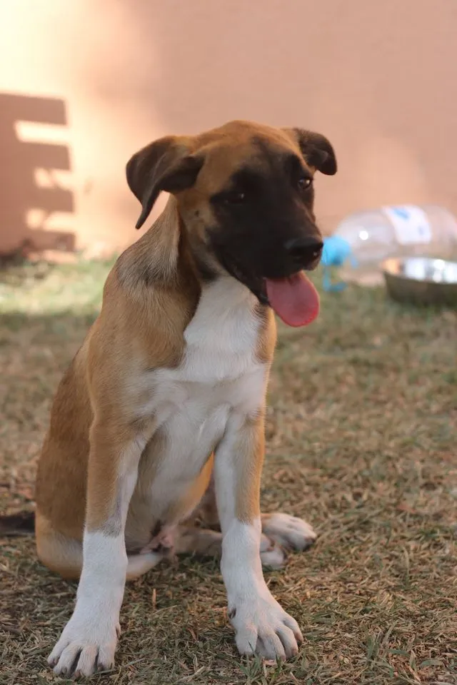 Cachorro ra a SRD idade 2 anos nome Eros