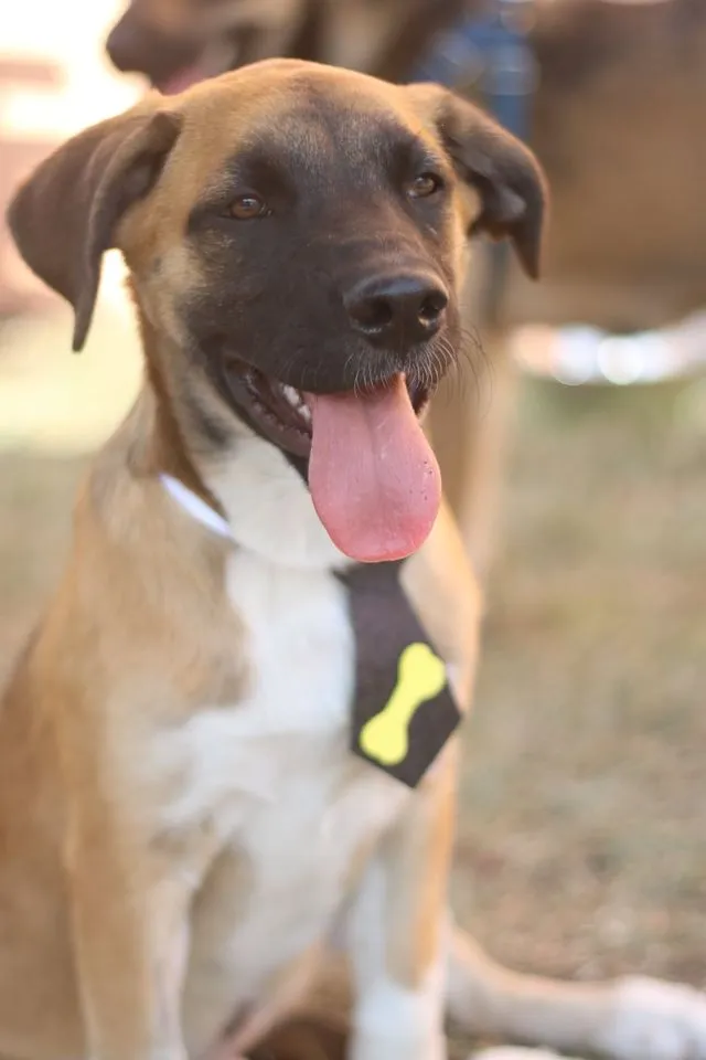 Cachorro ra a SRD idade 2 anos nome Eros