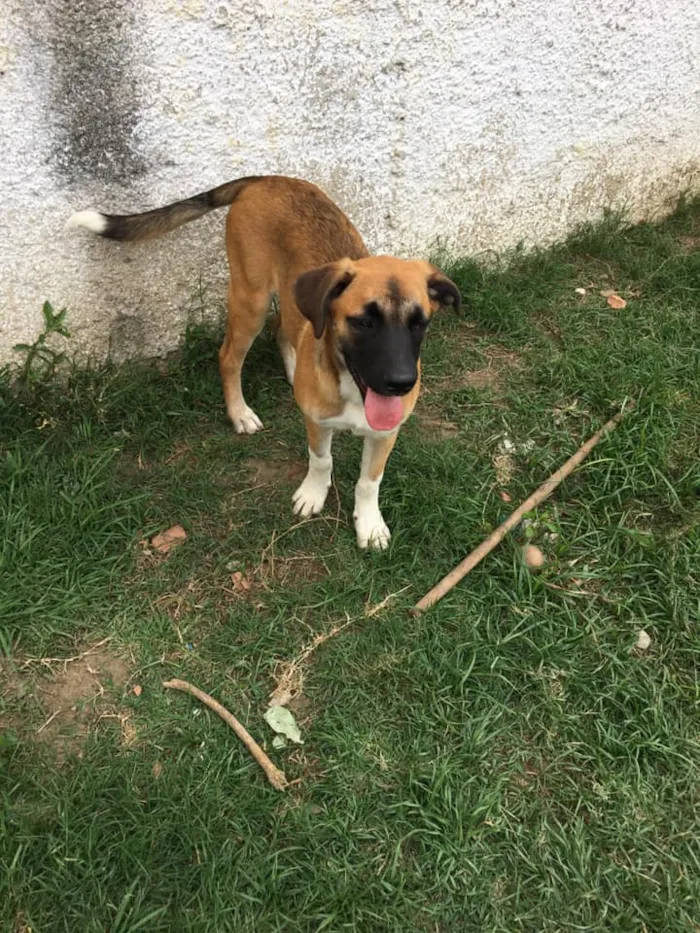 Cachorro ra a SRD idade 2 anos nome Eros