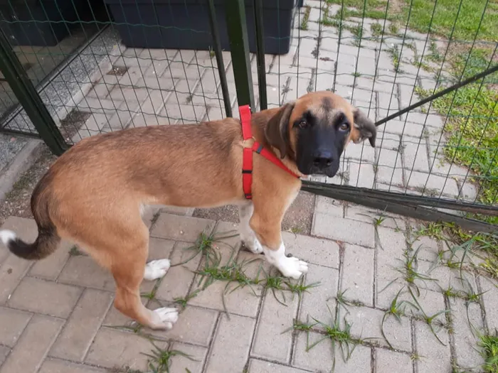 Cachorro ra a SRD idade 2 anos nome Eros