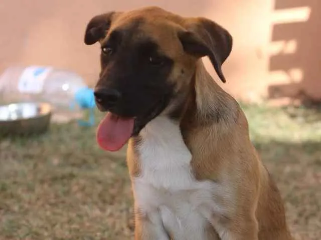 Cachorro ra a SRD idade 2 anos nome Eros