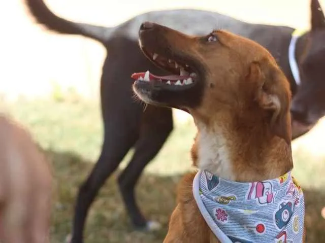 Cachorro ra a SRD idade 7 a 11 meses nome Gar
