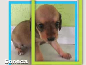 Cachorro raça Vira lata idade Abaixo de 2 meses nome Dengosa
