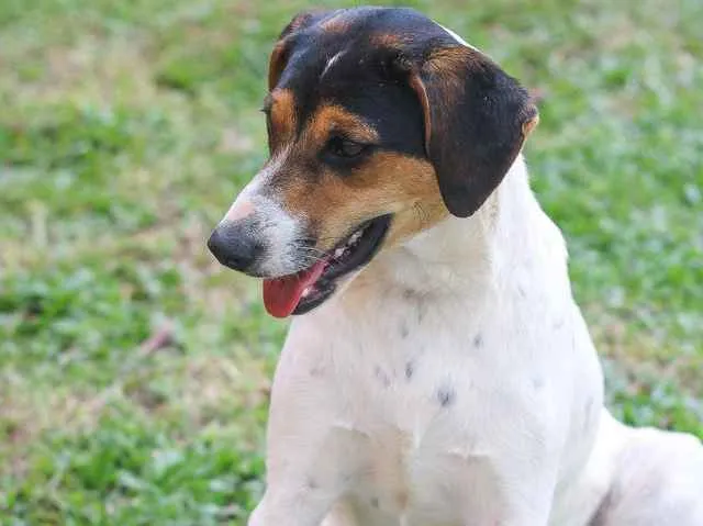 Cachorro ra a SRD idade 7 a 11 meses nome Cooner