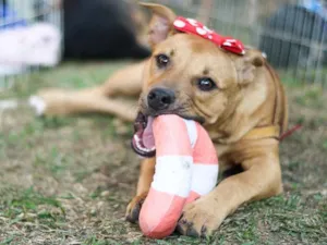 Cachorro raça SRD idade 2 a 6 meses nome Panqueca