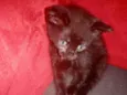 Catharina