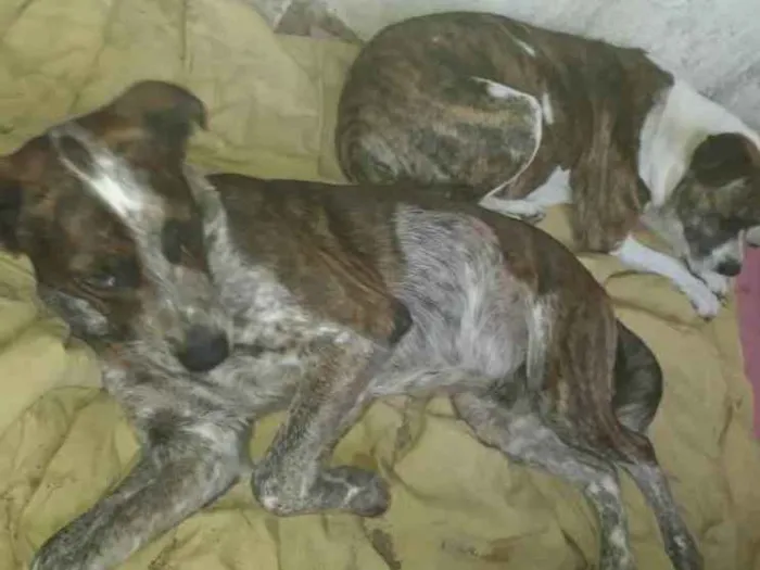 Cachorro ra a  idade 3 anos nome Não sei 