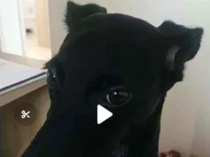 Cachorro raça Sem Raça Definida idade 7 a 11 meses nome Baratino