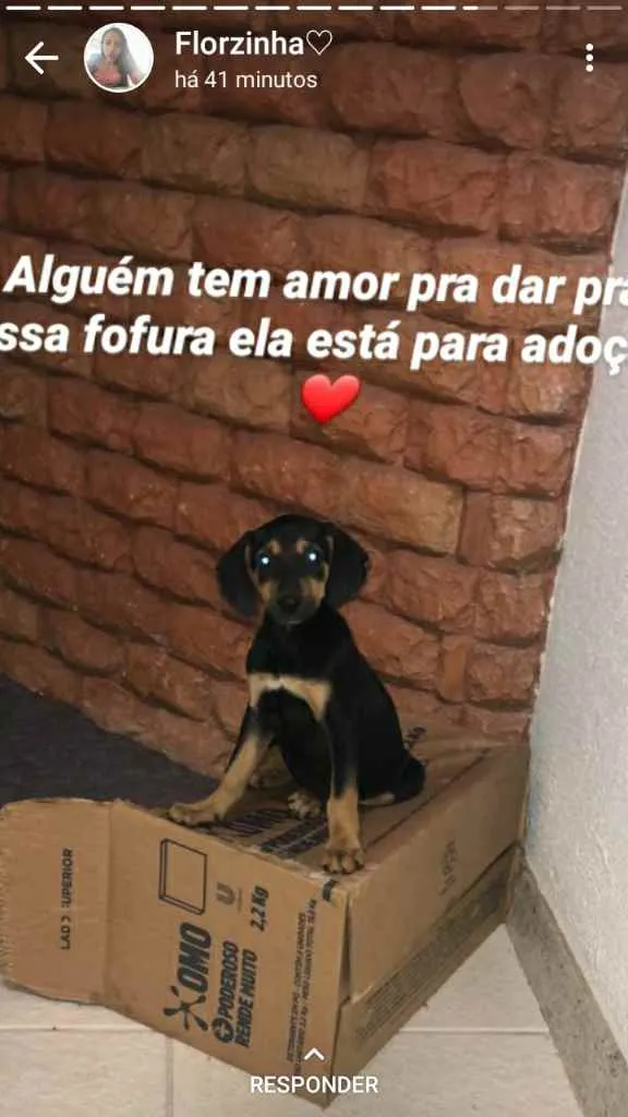 Cachorro ra a sem raça definida idade 2 a 6 meses nome sem nome