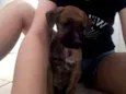 Pitolomeu