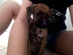 Cachorro raça Sem raça idade Abaixo de 2 meses nome Pitolomeu
