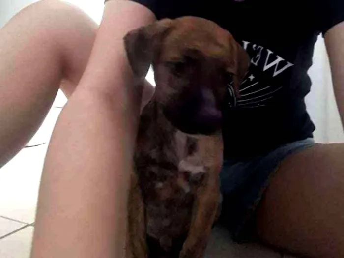 Cachorro ra a Sem raça idade Abaixo de 2 meses nome Pitolomeu