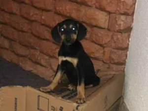 Cachorro raça sem raça definida idade 2 a 6 meses nome sem nome