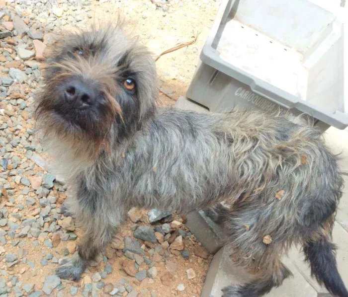 Cachorro ra a Viralata idade 7 a 11 meses nome Kimera