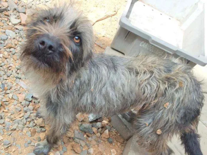 Cachorro ra a Viralata idade 7 a 11 meses nome Kimera