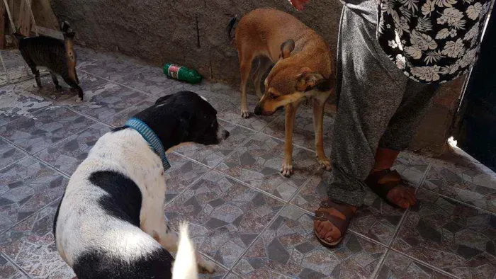 Cachorro ra a Vira lata idade 7 a 11 meses nome Joca e Julia