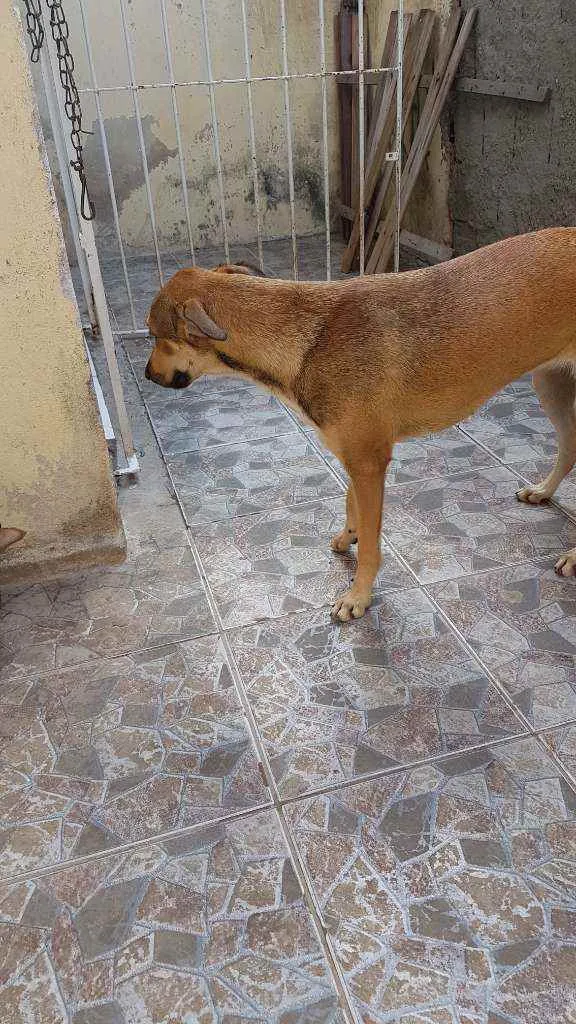 Cachorro ra a Vira lata idade 7 a 11 meses nome Joca e Julia