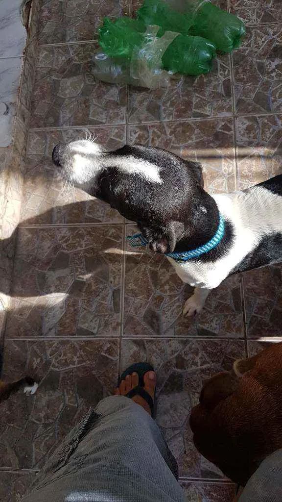 Cachorro ra a Vira lata idade 7 a 11 meses nome Joca e Julia