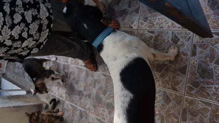 Cachorro ra a Vira lata idade 7 a 11 meses nome Joca e Julia