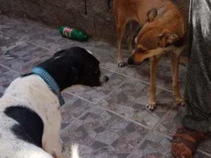 Cachorro raça Vira lata idade 7 a 11 meses nome Joca e Julia