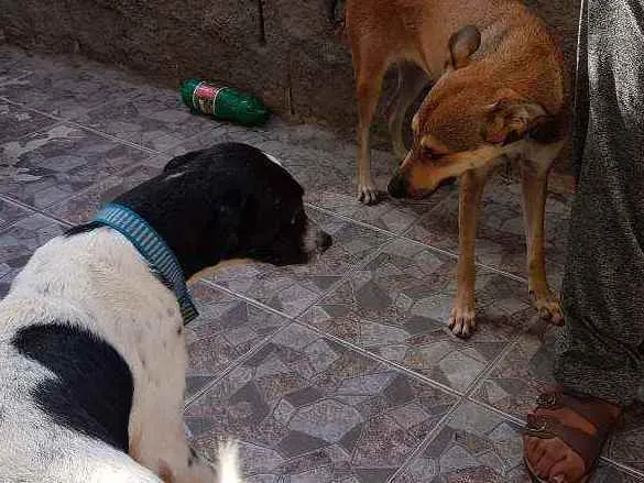 Cachorro ra a Vira lata idade 7 a 11 meses nome Joca e Julia